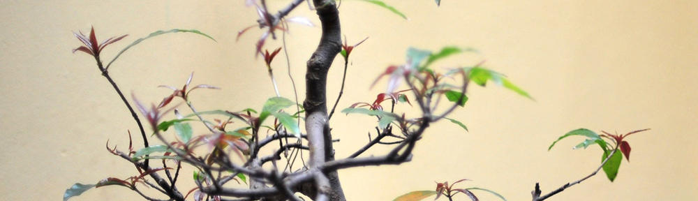 鹿子木家-系譜-